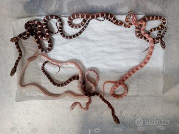 Serpenti elaphe
