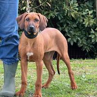 Rhodesian Ridgeback