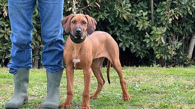 Rhodesian Ridgeback