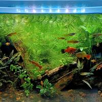 piante acquario e platy