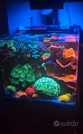 Fitoplancton e Zooplancton - Alta qualità