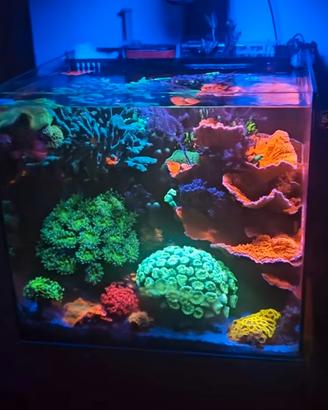 Fitoplancton e Zooplancton - Alta qualità