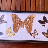 Quadro tassidermia farfalle  Attacus Atlas