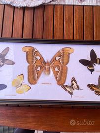 Quadro tassidermia farfalle  Attacus Atlas