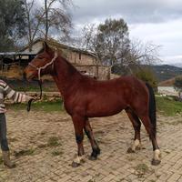 Puledro gypsy cob 1 anno