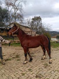 Puledro gypsy cob 1 anno
