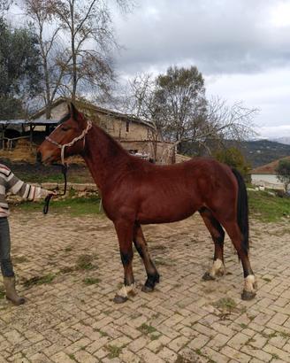 Puledro gypsy cob 1 anno