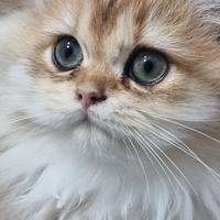 Cuccioli british di british longhair