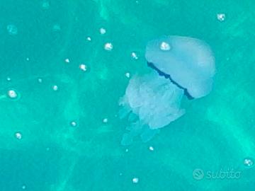 Casammare per giugno