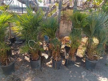 Phoenix Roebelenii o  chiamata Robellina