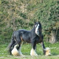 Stalloni irish cob gypsy vanner