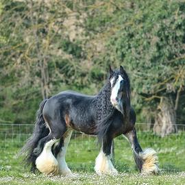 Stalloni irish cob gypsy vanner