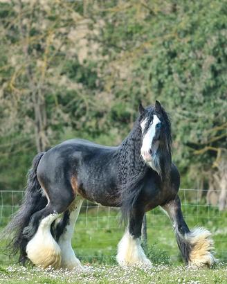 Stalloni irish cob gypsy vanner