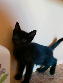 Gattino nero