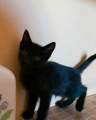 Gattino nero