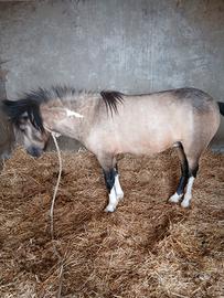 Pony di circa tre anni