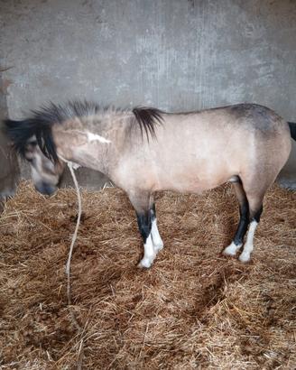 Pony di circa tre anni