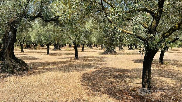 Terreno agricolo con uliveto