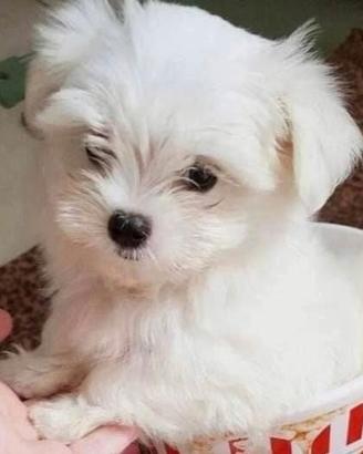 Maltese toy