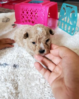 maltipoo toy 
