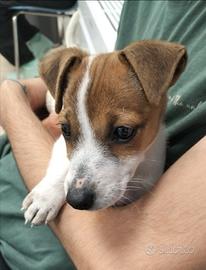 Jack Russell