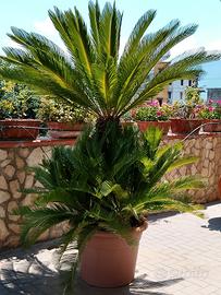 piante in vaso: 