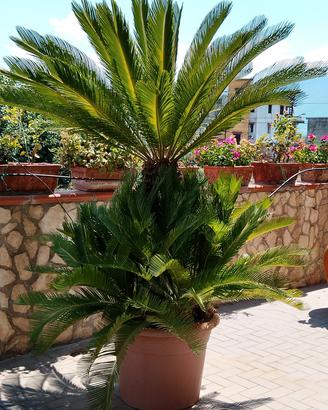 piante in vaso: 