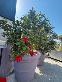 Pianta in vaso 250 litri-DIPLADENIA (mandevilla)