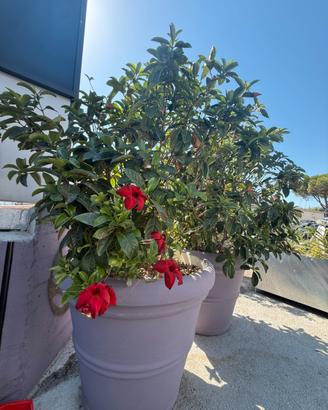 Pianta in vaso 250 litri-DIPLADENIA (mandevilla)