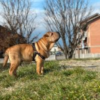 Sharpei