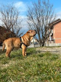 Sharpei