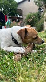 Jack russell per monta