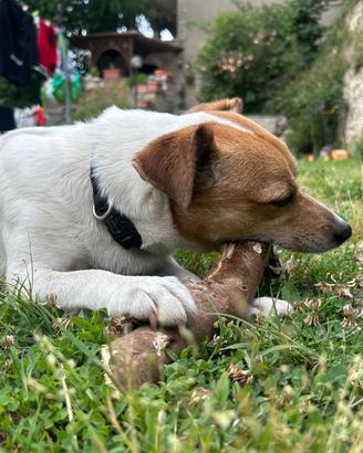 Jack russell per monta