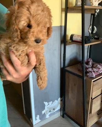 Barboncino toy