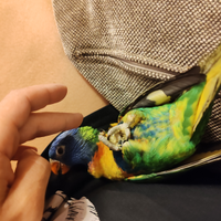 Lori arcobaleno +voliera