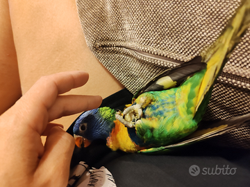 Lori arcobaleno +voliera