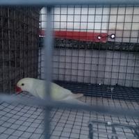 Parrocchetto dal collare