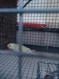 Parrocchetto dal collare