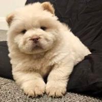 Cuccioli chow chow
