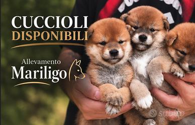 Shiba cuccioli