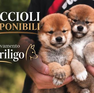 Shiba cuccioli