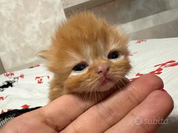 Ultimi cuccioli di gatto Persiano