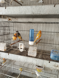 Canarini York e ciuffolotti messicani