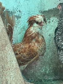 Gallo padovano