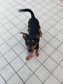 cane Zwergpinscher 7 mesi