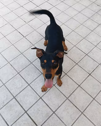 cane Zwergpinscher 7 mesi