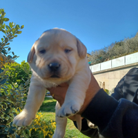 Labrador femmina con pedigree