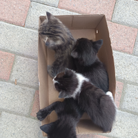 Gattini affettuosi