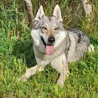 Alya lupo cecoslovacco in adozione