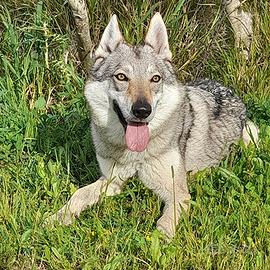 Alya lupo cecoslovacco in adozione